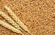 India's Wheat Shipment To Afghanistan Via Pakistani Soil To Begin In Early February: Report