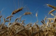 Supply Minister: Egypt To Buy 180,000 Tons Of Indian Wheat
