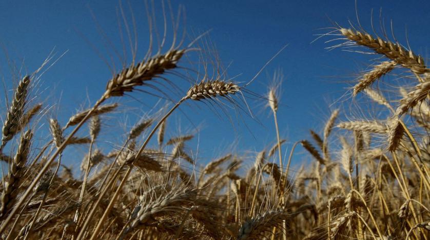 Supply Minister: Egypt To Buy 180,000 Tons Of Indian Wheat