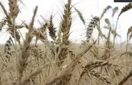 Pakistan Facing Net Wheat Deficit Of 2.37 Million Metric Tons, Says Food Minister